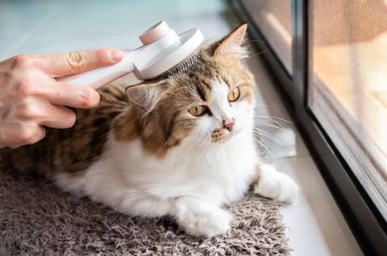 Tips Merawat Kucing dengan baik
